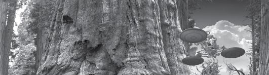 Иллюстрация к книге — Очень большой лес  [i_001.jpg]