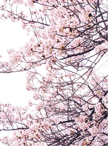 Иллюстрация к книге — Кинцуги [i_001.jpg]