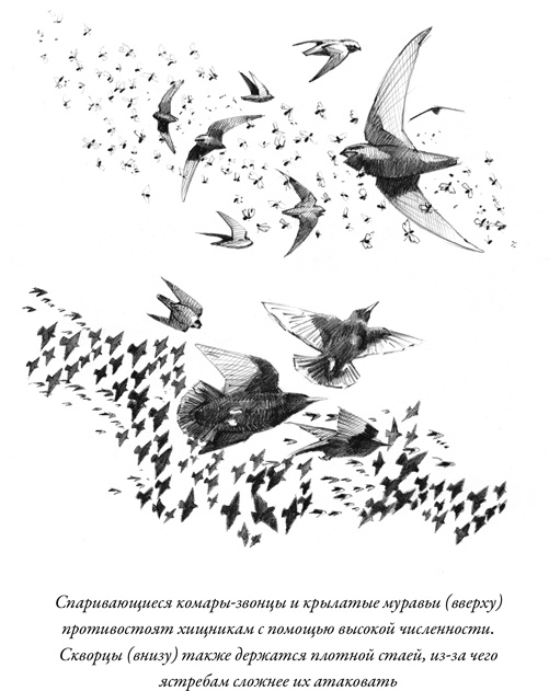 Иллюстрация к книге — Эусоциальность [i_005.jpg]