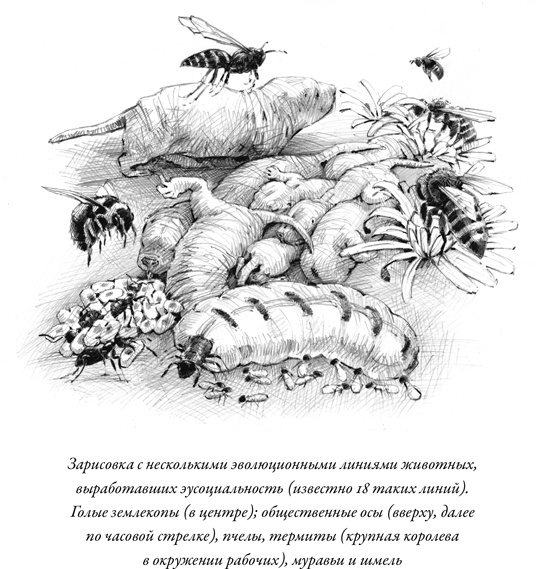 Иллюстрация к книге — Эусоциальность [i_006.jpg]