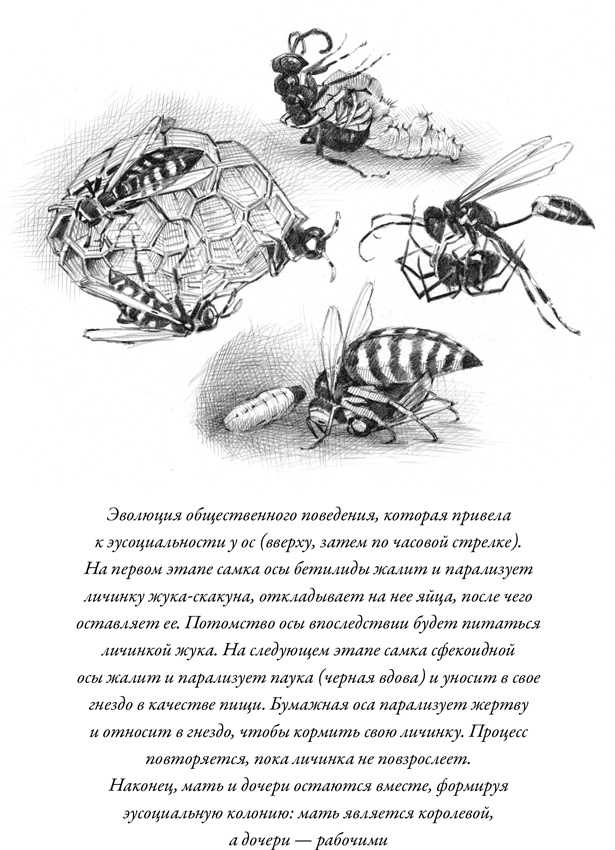 Иллюстрация к книге — Эусоциальность [i_007.jpg]
