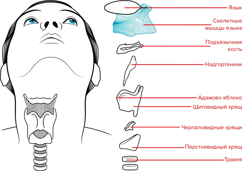 Иллюстрация к книге — Голос [i_013.jpg]