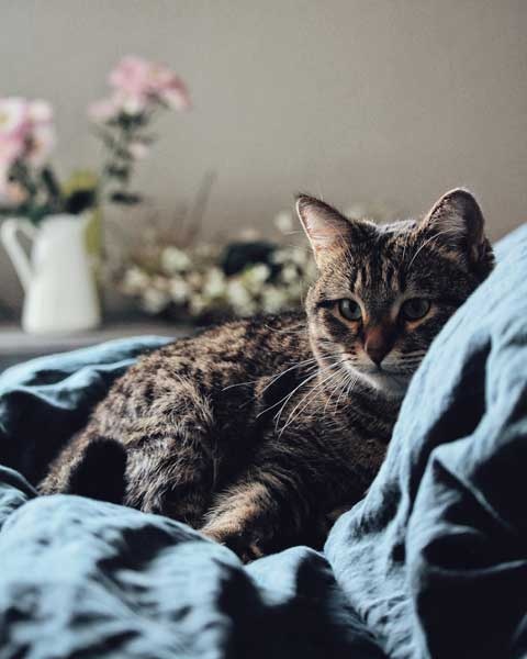 Иллюстрация к книге — Cozy. Искусство всегда и везде чувствовать себя уютно [i_008.jpg]