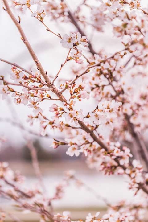 Иллюстрация к книге — Cozy. Искусство всегда и везде чувствовать себя уютно [i_050.jpg]