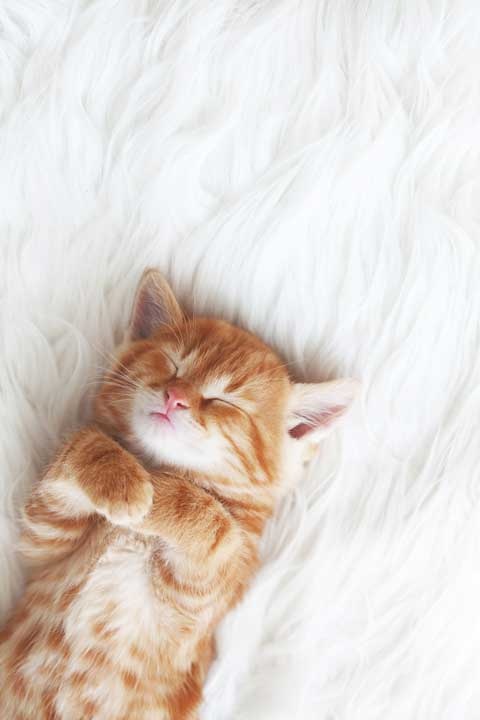 Иллюстрация к книге — Cozy. Искусство всегда и везде чувствовать себя уютно [i_065.jpg]