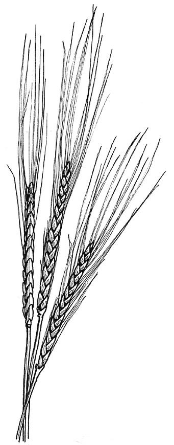 Иллюстрация к книге — Приручение. 10 биологических видов, изменивших мир [i_002.jpg]