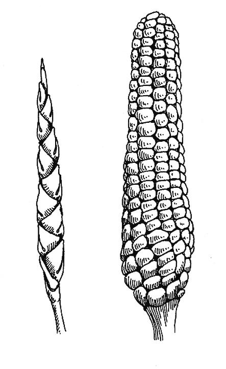 Иллюстрация к книге — Приручение. 10 биологических видов, изменивших мир [i_004.jpg]