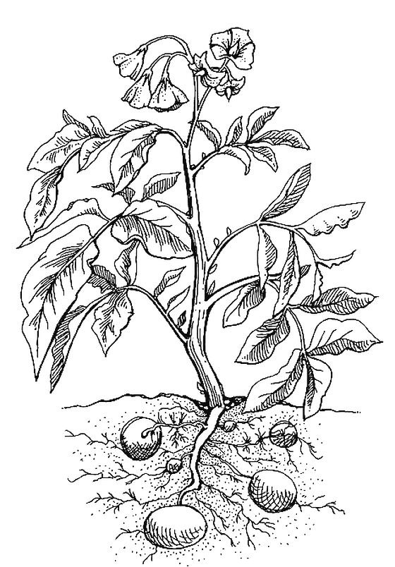 Иллюстрация к книге — Приручение. 10 биологических видов, изменивших мир [i_005.jpg]