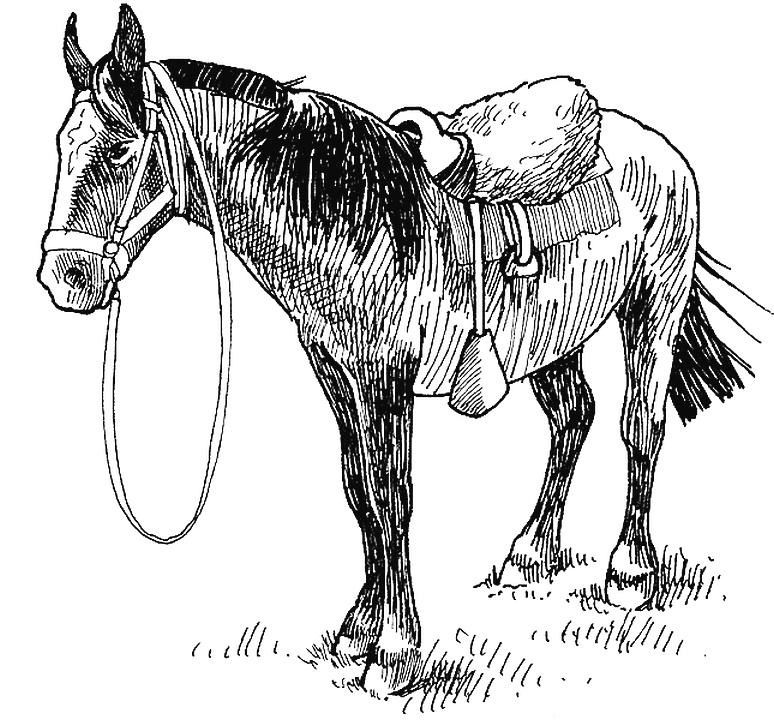 Иллюстрация к книге — Приручение. 10 биологических видов, изменивших мир [i_008.jpg]