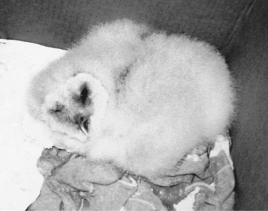 Иллюстрация к книге — Сова по имени Уэсли [i_004.jpg]