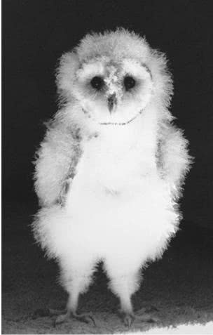 Иллюстрация к книге — Сова по имени Уэсли [i_007.jpg]