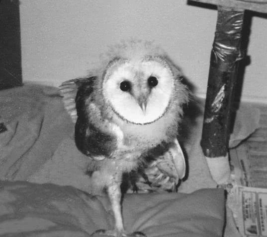 Иллюстрация к книге — Сова по имени Уэсли [i_011.jpg]