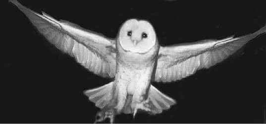 Иллюстрация к книге — Сова по имени Уэсли [i_012.jpg]