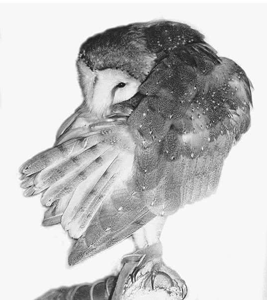 Иллюстрация к книге — Сова по имени Уэсли [i_013.jpg]