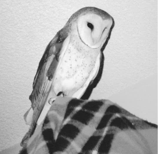 Иллюстрация к книге — Сова по имени Уэсли [i_015.jpg]