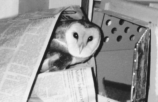 Иллюстрация к книге — Сова по имени Уэсли [i_018.jpg]