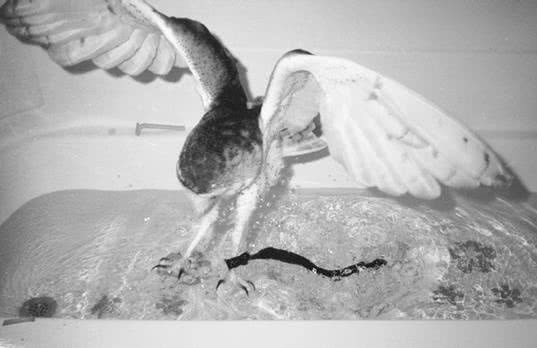 Иллюстрация к книге — Сова по имени Уэсли [i_027.jpg]