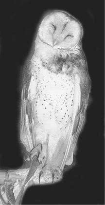 Иллюстрация к книге — Сова по имени Уэсли [i_028.jpg]