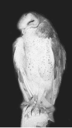 Иллюстрация к книге — Сова по имени Уэсли [i_029.jpg]