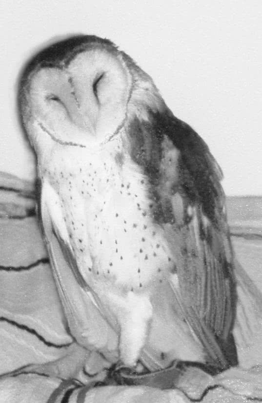 Иллюстрация к книге — Сова по имени Уэсли [i_031.jpg]