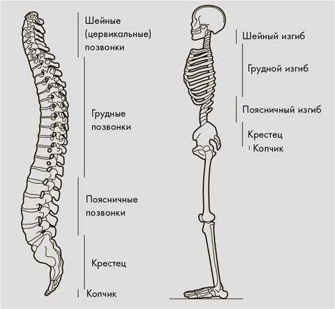 Иллюстрация к книге — Физический интеллект [i_004.jpg]