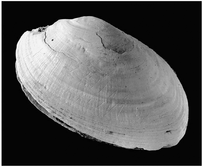 Иллюстрация к книге — История величайшего изобретения. Как начинался язык [i_013.jpg]