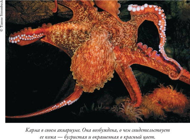 Иллюстрация к книге — Душа осьминога. Тайны сознания удивительного существа [i_002.jpg]