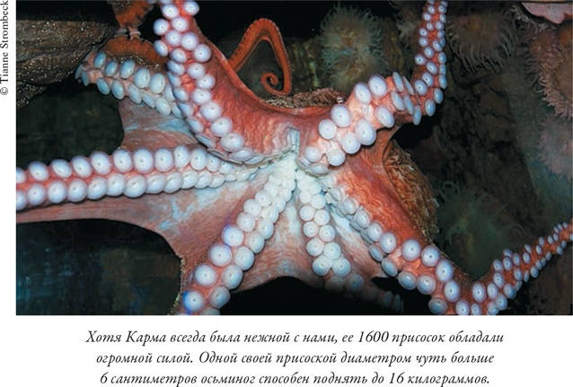 Иллюстрация к книге — Душа осьминога. Тайны сознания удивительного существа [i_003.jpg]