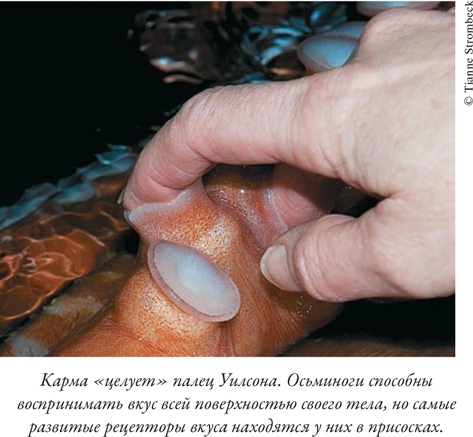 Иллюстрация к книге — Душа осьминога. Тайны сознания удивительного существа [i_005.jpg]