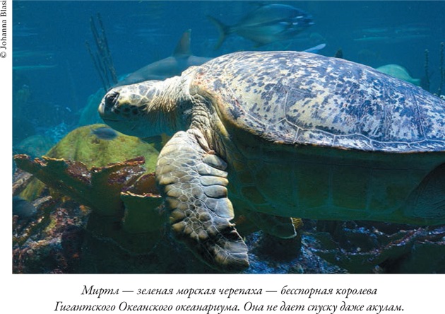 Иллюстрация к книге — Душа осьминога. Тайны сознания удивительного существа [i_006.jpg]