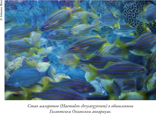 Иллюстрация к книге — Душа осьминога. Тайны сознания удивительного существа [i_007.jpg]