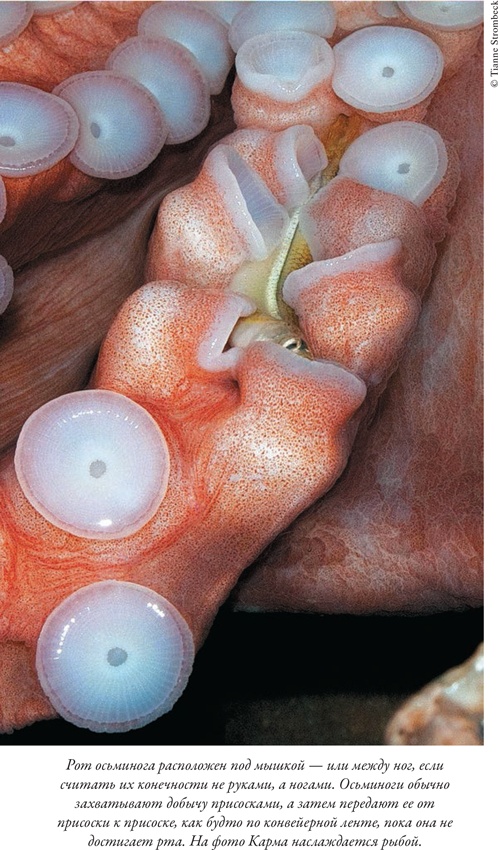 Иллюстрация к книге — Душа осьминога. Тайны сознания удивительного существа [i_008.jpg]