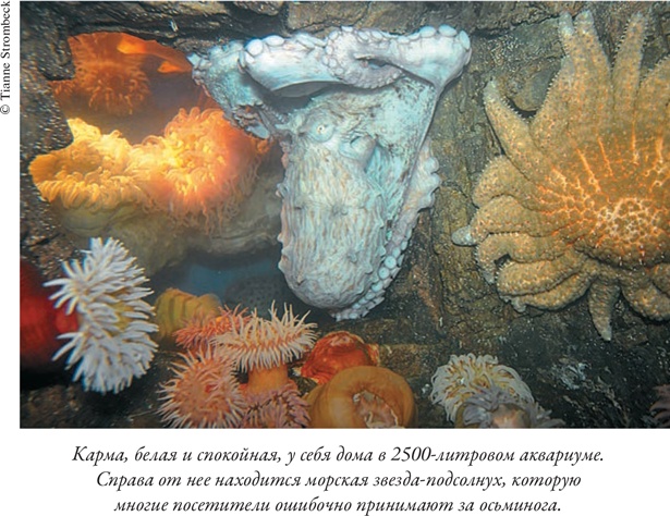 Иллюстрация к книге — Душа осьминога. Тайны сознания удивительного существа [i_009.jpg]