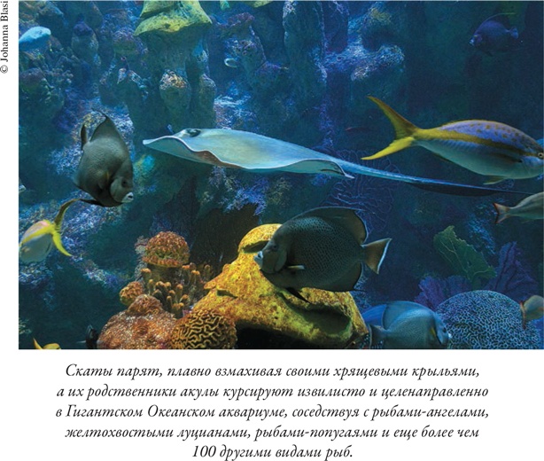 Иллюстрация к книге — Душа осьминога. Тайны сознания удивительного существа [i_010.jpg]