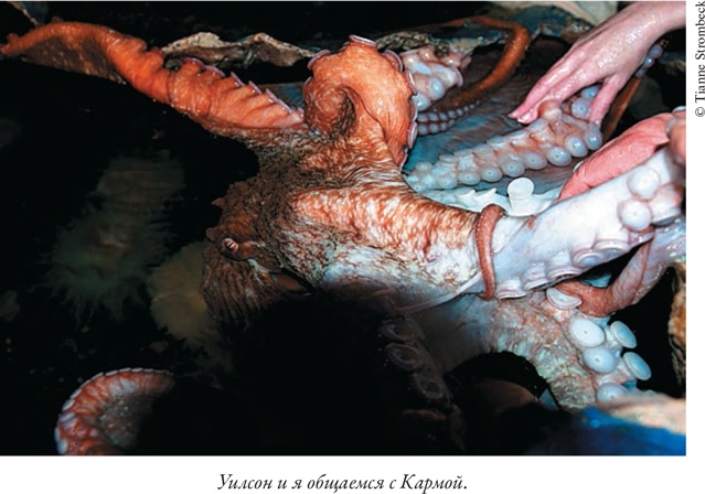 Иллюстрация к книге — Душа осьминога. Тайны сознания удивительного существа [i_012.jpg]