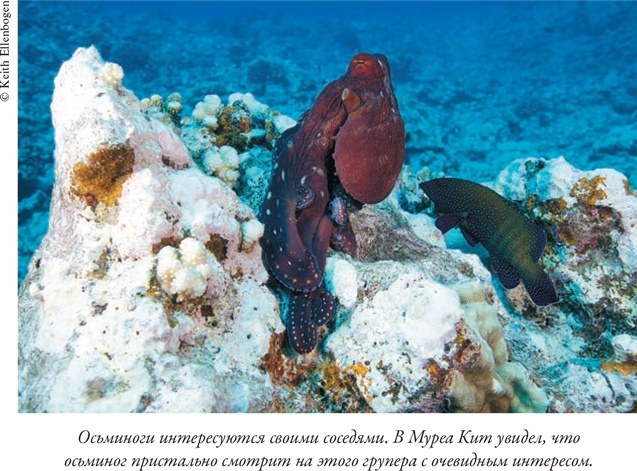 Иллюстрация к книге — Душа осьминога. Тайны сознания удивительного существа [i_013.jpg]