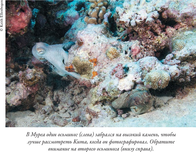 Иллюстрация к книге — Душа осьминога. Тайны сознания удивительного существа [i_014.jpg]