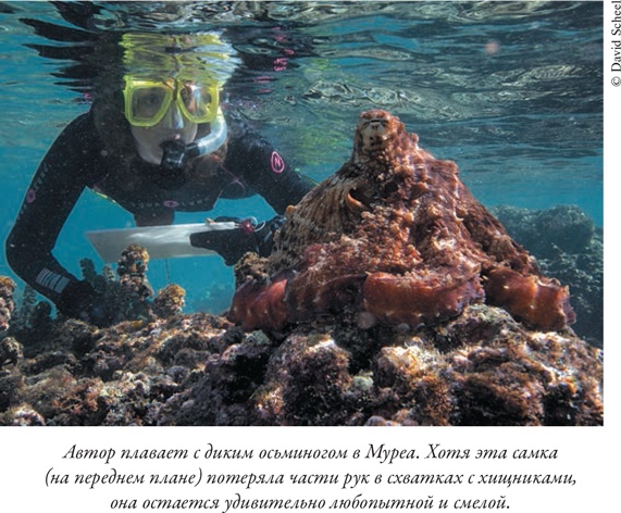 Иллюстрация к книге — Душа осьминога. Тайны сознания удивительного существа [i_015.jpg]