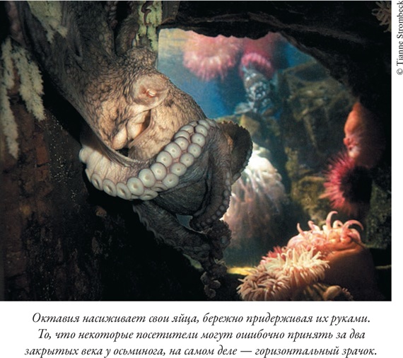 Иллюстрация к книге — Душа осьминога. Тайны сознания удивительного существа [i_016.jpg]