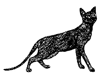 Иллюстрация к книге — Кот для двоих [i_009.jpg]