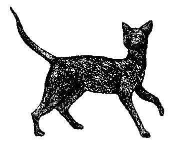 Иллюстрация к книге — Кот для двоих [i_011.jpg]