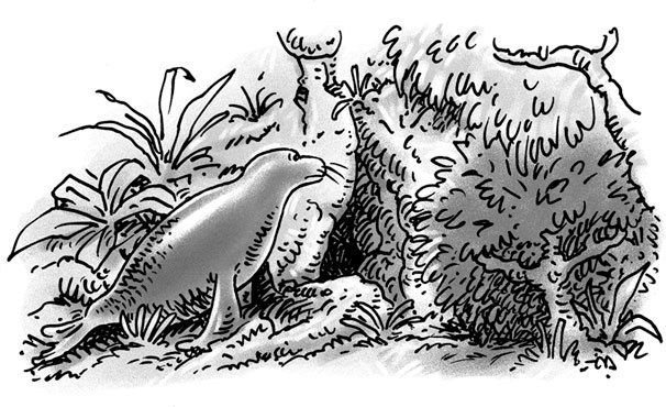 Иллюстрация к книге — Возвращение на остров Ним [i_015.jpg]