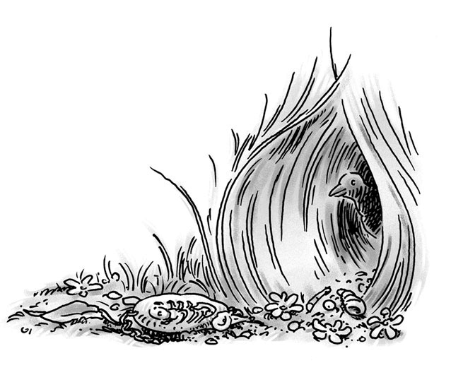 Иллюстрация к книге — Возвращение на остров Ним [i_026.jpg]