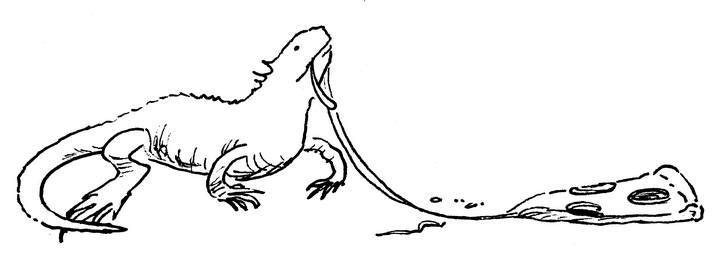 Иллюстрация к книге — Ним и море [i_033.jpg]