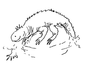 Иллюстрация к книге — Остров Ним [i_010.jpg]