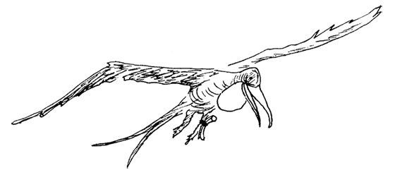Иллюстрация к книге — Остров Ним [i_011.jpg]