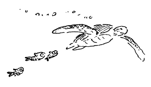 Иллюстрация к книге — Остров Ним [i_012.jpg]