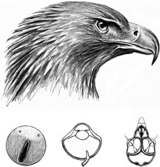 Иллюстрация к книге — Удивительный мир птиц [i_002.jpg]