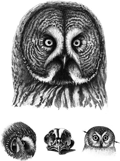 Иллюстрация к книге — Удивительный мир птиц [i_003.jpg]