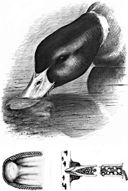 Иллюстрация к книге — Удивительный мир птиц [i_004.jpg]